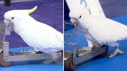 Impressionante! Cacatua bate recorde de velocidade entre aves e faz manobras incríveis - Reprodução/Facebook