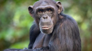 Chimpanzé mata e retira órgãos de bebê após arrancá-lo dos braços da mãe - Reprodução/Getty Images/imagem meramente ilustrativa