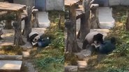 Tratadora é brutalmente atacada por Panda após entrar no recinto - Reprodução