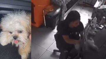 Vídeo: Cachorro de 8 meses morre durante durante tosa em pet shop - Reprodução/ X