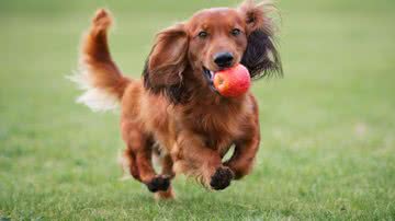 As maçãs possuem nutrientes benefícos aos cães (Imagem: otsphoto | ShutterStock)