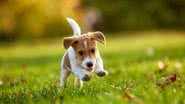 Proporcione um ambiente seguro para o seu pet (Imagem: Oleksiy Rezin | Shutterstock)