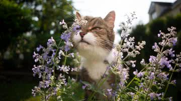 O catnip pode ser oferecido ao gato como recompensa (Imagem: Nils Jacobi | Shutterstock)