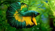 Peixe betta é conhecido por suas nadadeiras longas e elegantes (Imagem: Panpilai paipa| Shutterstock)