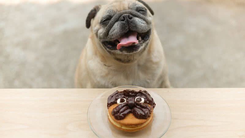 Chocolate possui substância tóxica para cães e gatos (Imagem: Ezzolo | Shutterstock)