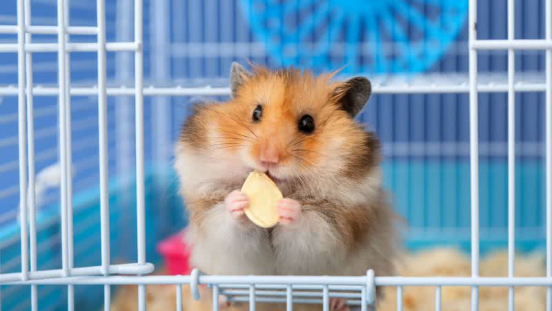 Hamsters são fáceis de alimentar (Imagem: Pixel-Shot | ShutterStock)