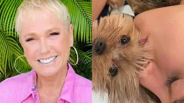 Xuxa Meneghel se derrete toda ao registrar Sasha Meneghel vestida com look igual da mascote da família: “Não dá para aguentar” - Reprodução/Instagram