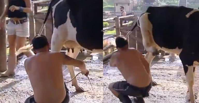 A Fazenda: Rafael Ilha se atrapalha ao ordenhar vaca e leva coice - Reprodução Instagram