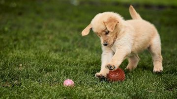 Você está preparado para ter um cãozinho? - Reprodução/Amazon