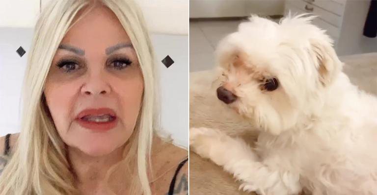 Cachorro de Monique Evans está 'arrasado' com separação da dona - Instagram