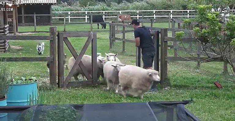 A Fazenda: Com medo, Lipe passa perrengue e quase perde o controle ao organizar as ovelhas - Reprodução/RecordTV