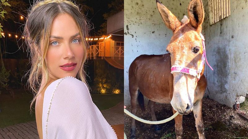 Como assim? Giovanna Ewbank revela adoção de burro vítima de maus-tratos: "Novo integrante" - Reprodução/Instagram