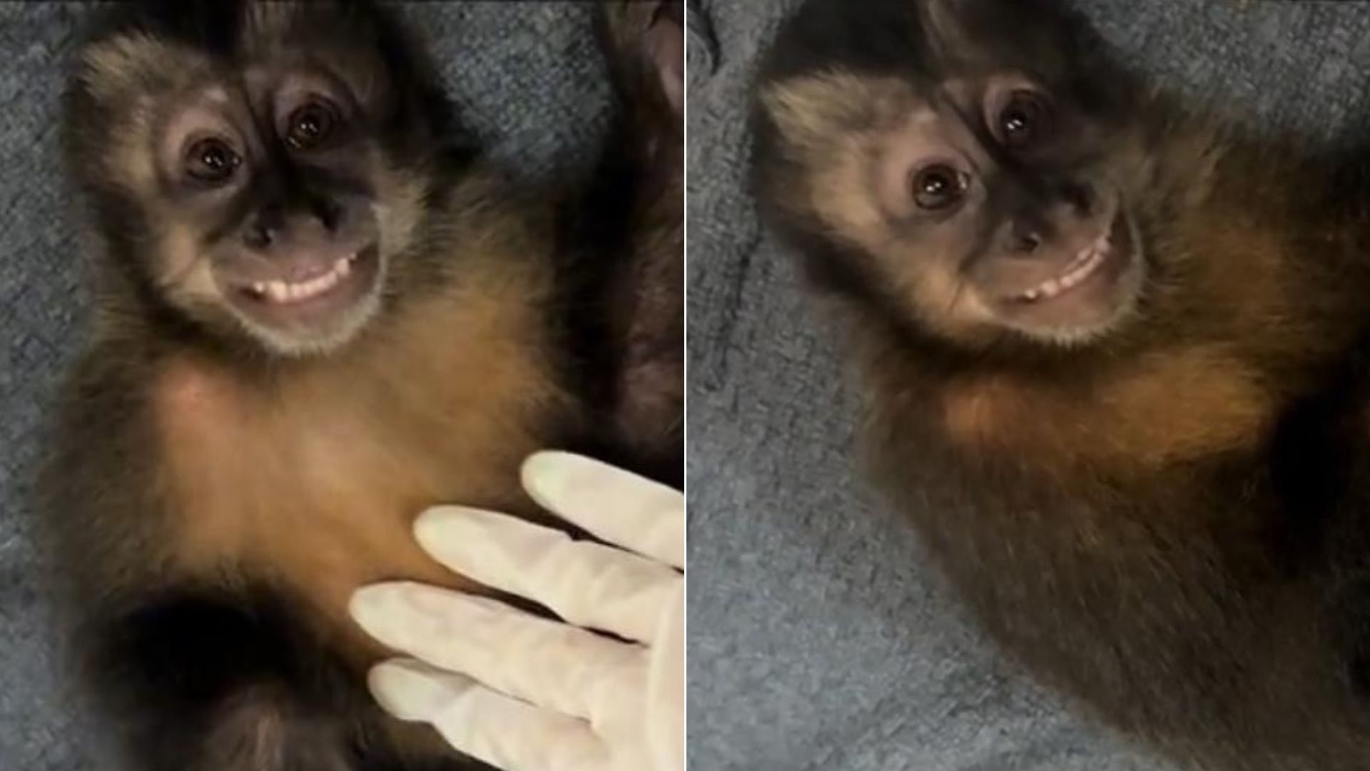 Macaco viraliza na web após reação inesperada em exame; veja vídeo