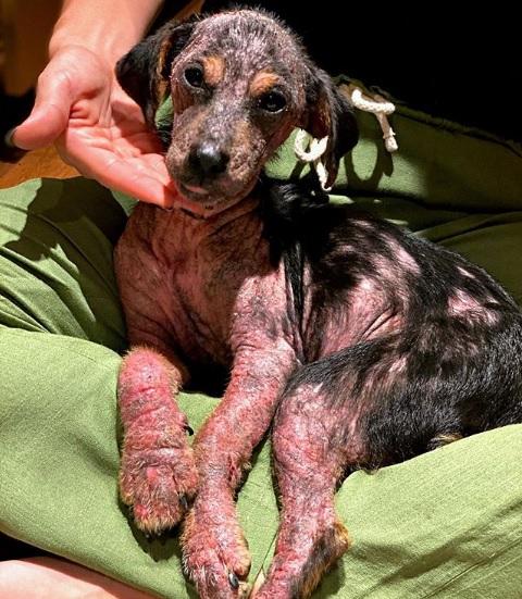 Lasanha, nova cachorrinha de Bruno Gagliasso e Giovanna Ewbank