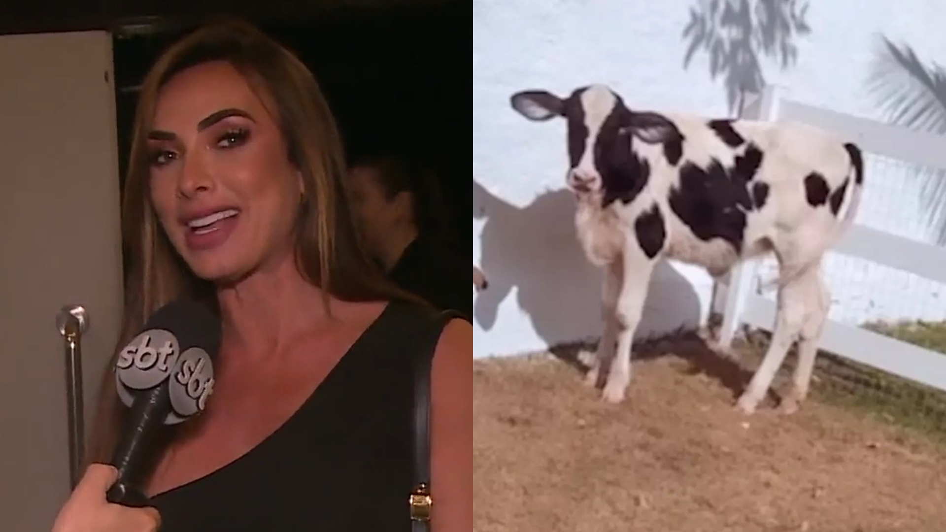 Nicole Bahls anuncia aquisição de nova vaca em sua fazenda: “Chegou a Anitta”