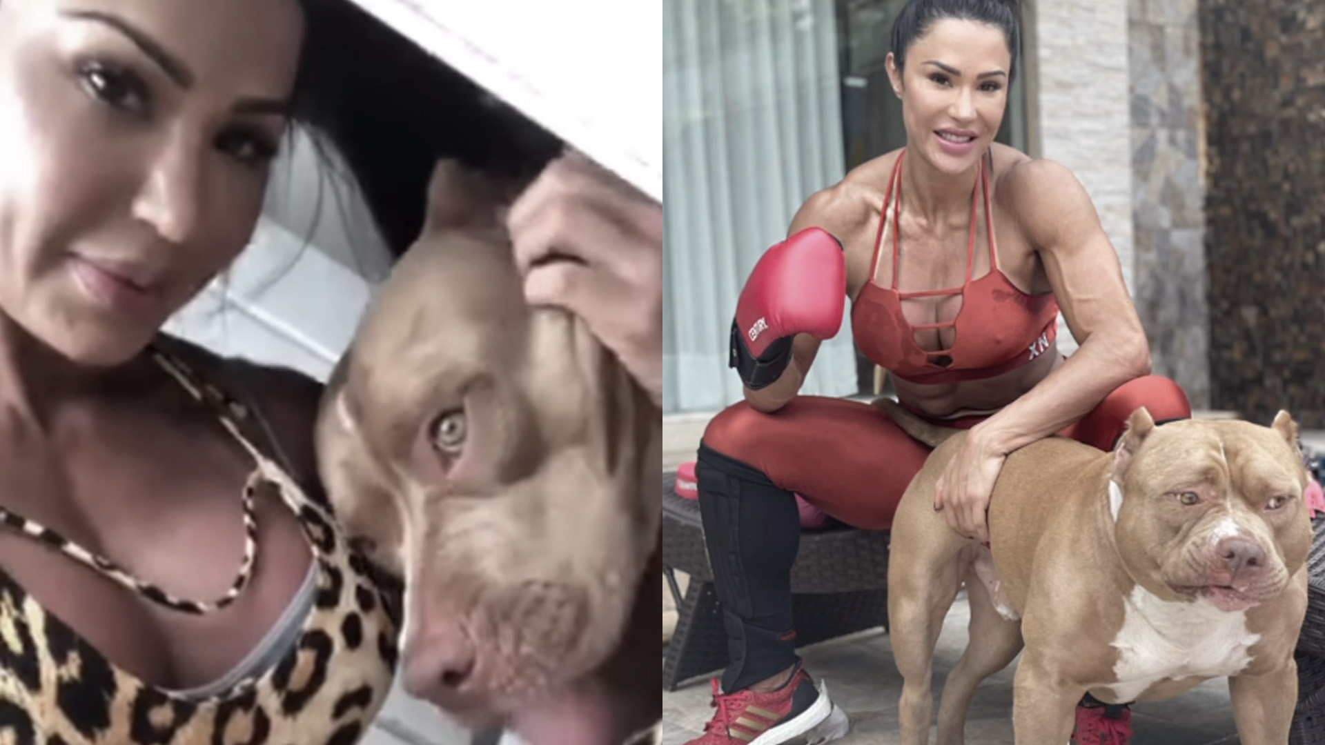 Gracyanne Barbosa se despedaça com morte de “clone canino”: “Era um filho”