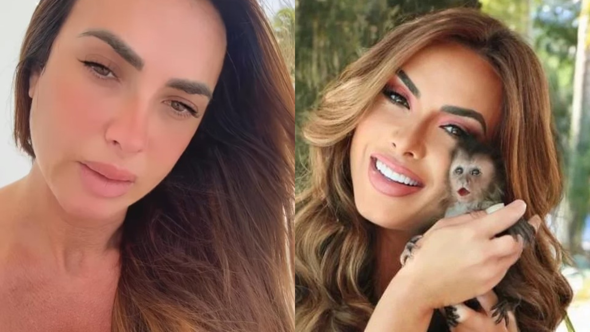 Nicole Bahls vira alvo da Polícia Federal após ganhar macacos e desaba: “Muita dor”