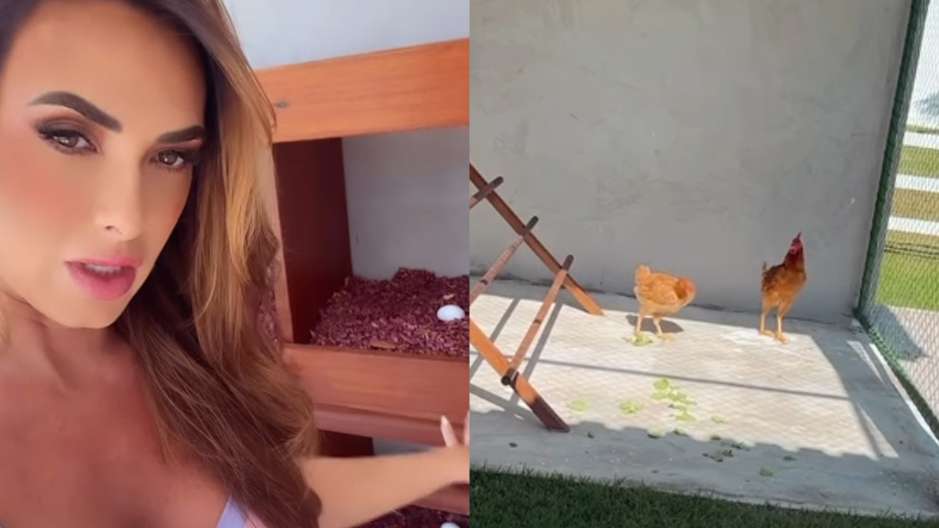 Nicole Bahls separa espaço de luxo para galinhas em mansão gigante: “Elas gostam”