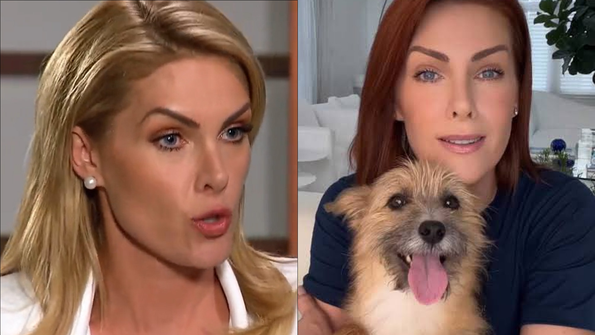 Cachorro adotado por Ana Hickmann a salvou de agressão do marido: “Pega!”