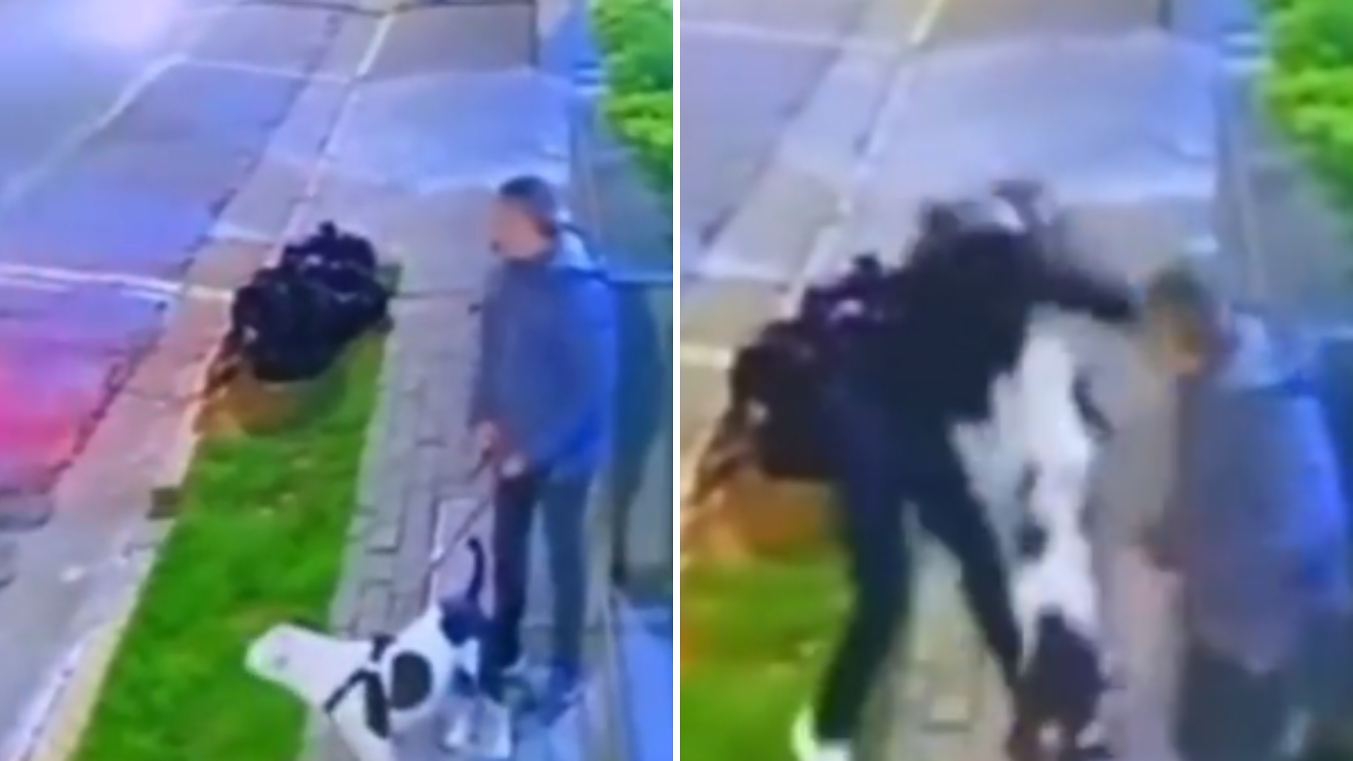 Cachorro protege tutor e impede tentativa de assalto: “Pensou melhor”