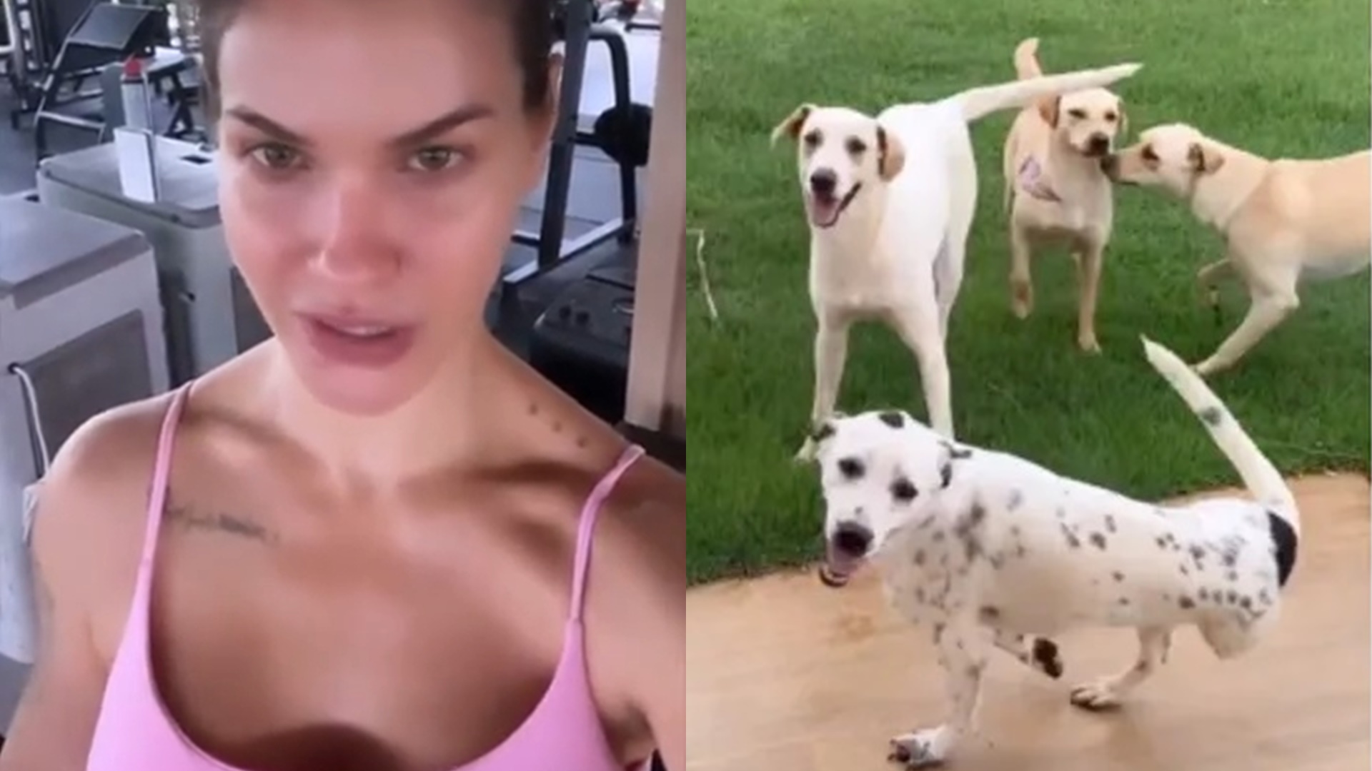 Mulher de Gusttavo Lima resgata 5 cachorros abandonados em estrada: “Agora temos 16”