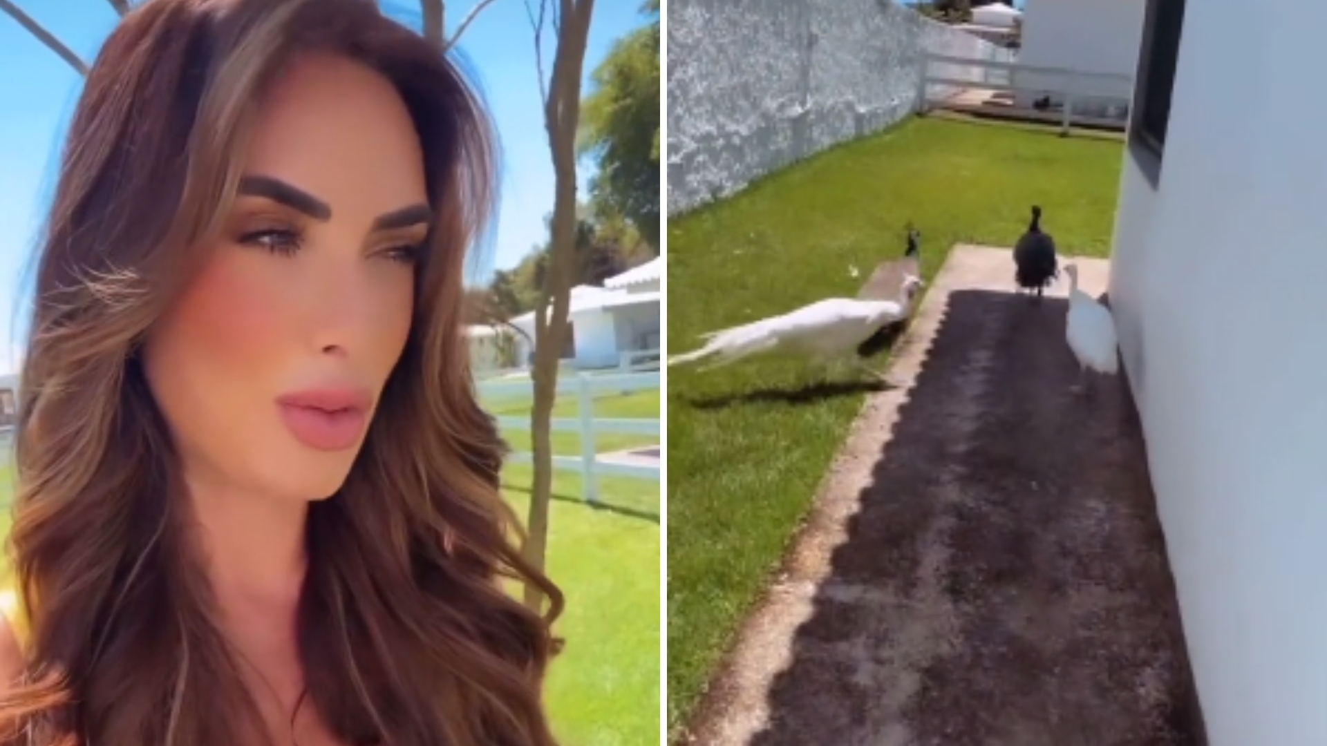 Nicole Bahls homenageia Angélica e Luciano Huck com novos animais: “São tão fofos”
