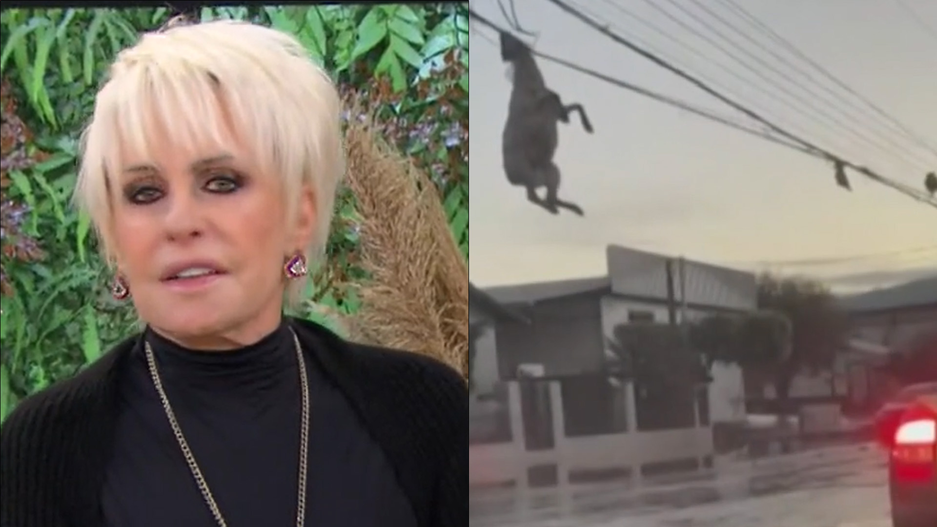 Ana Maria Braga interrompe matéria após exibir imagens fortes de tragédia: “Não consigo…”
