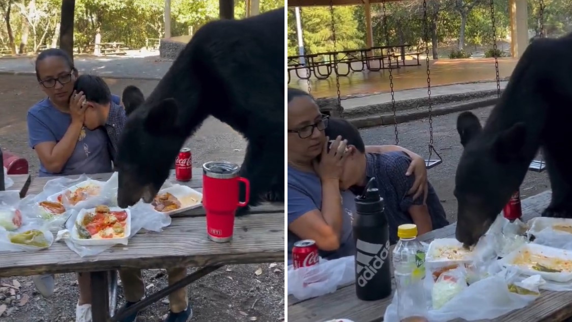 Desepero! Urso interrompe piquenique e deixa mulher e criança paralisados de medo