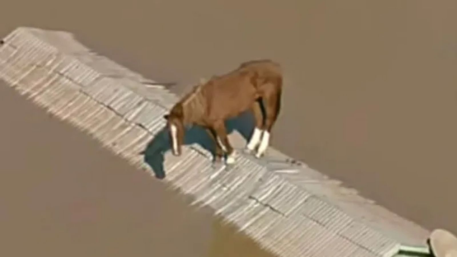 Saiba qual pode ser o desfecho do Cavalo Caramelo resgatado no RS
