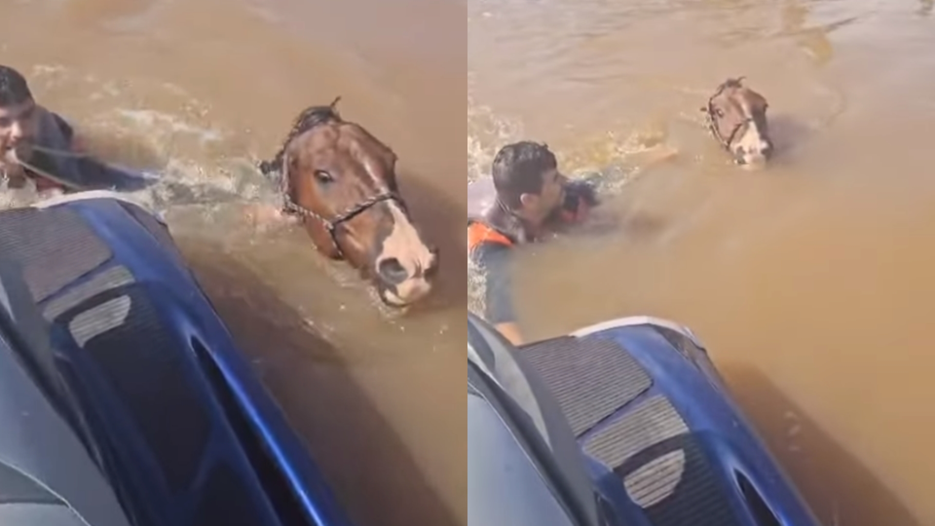 Vice-prefeito se arrisca ao salvar cavalo de afogamento no RS