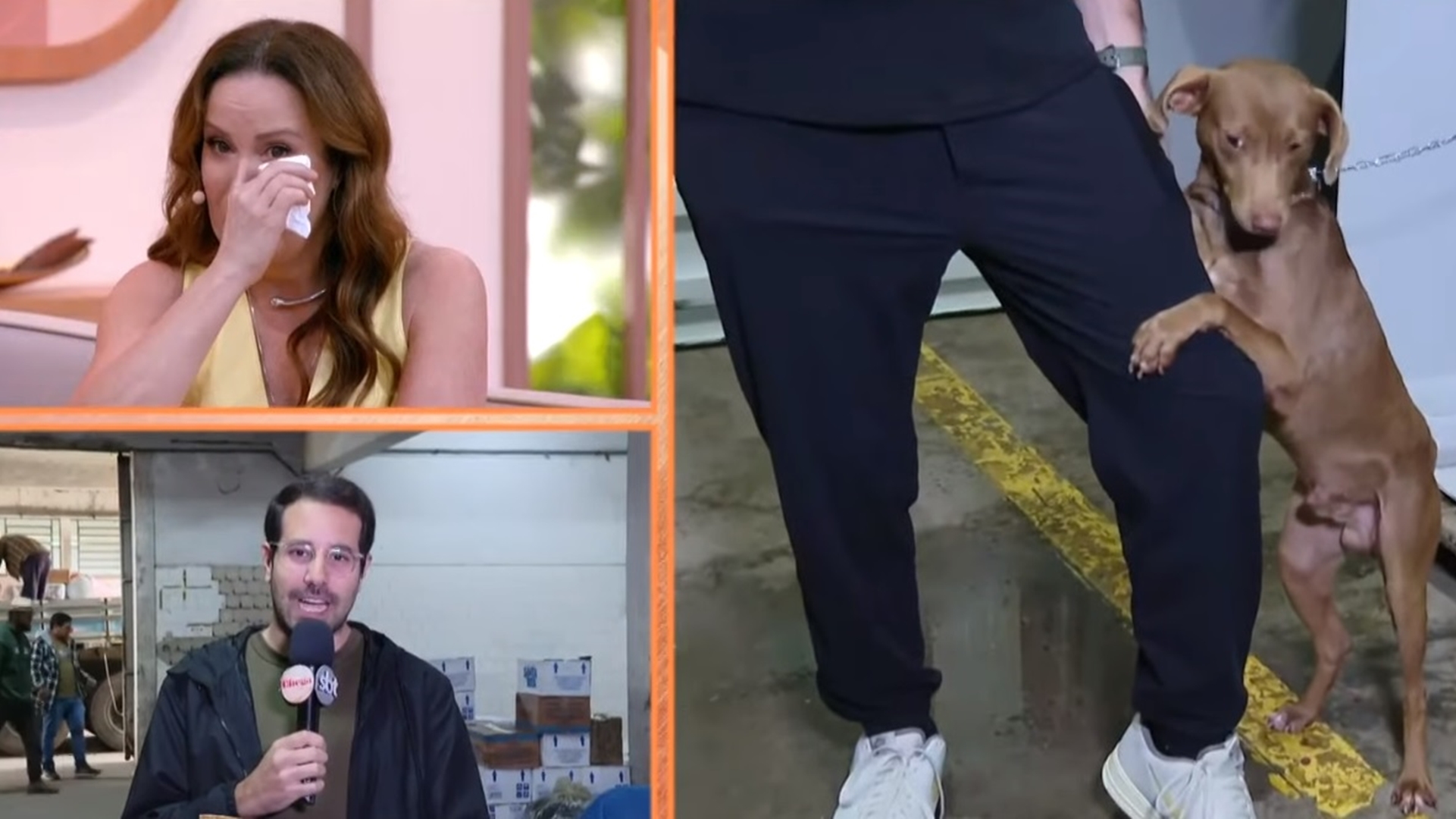 Regina Volpato cai no choro ao vivo após apresentador tomar decisão sobre cachorro do RS