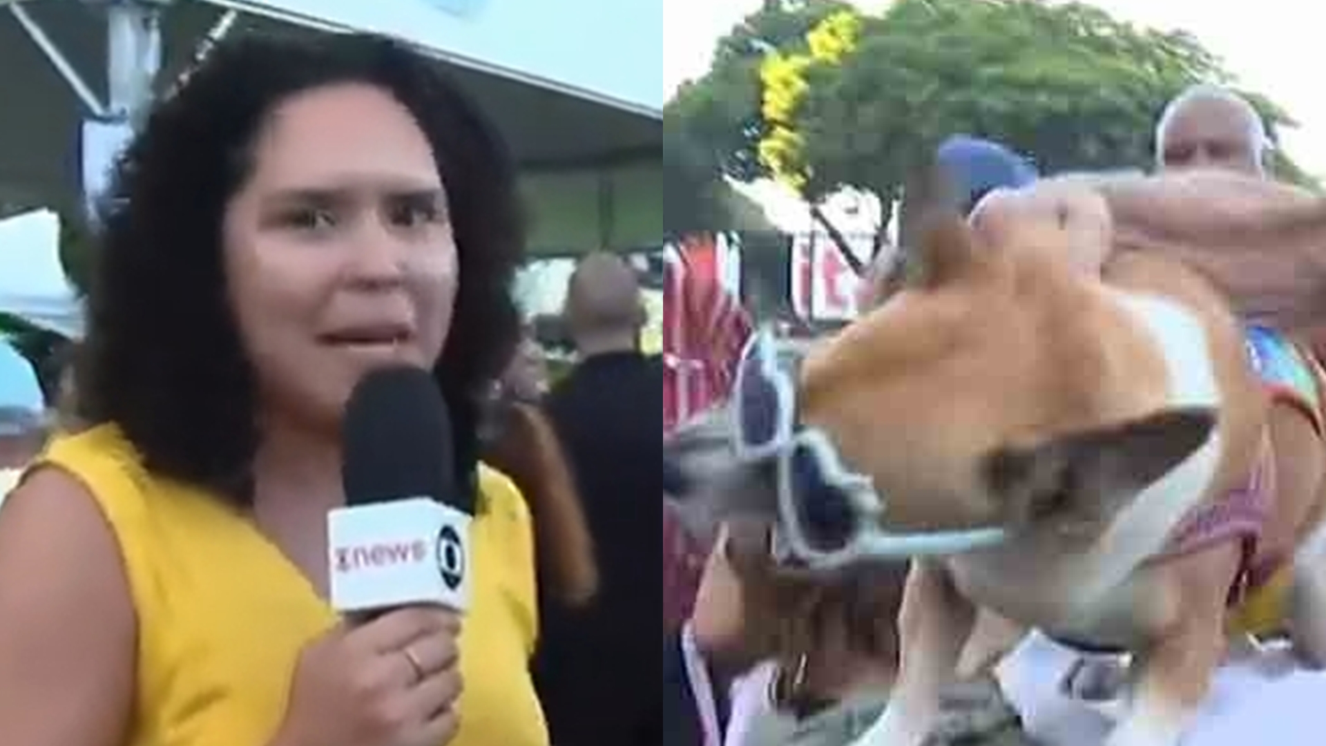 Repórter da Globo é atacada por cachorra fã de Madonna antes de show: “Mordeu”
