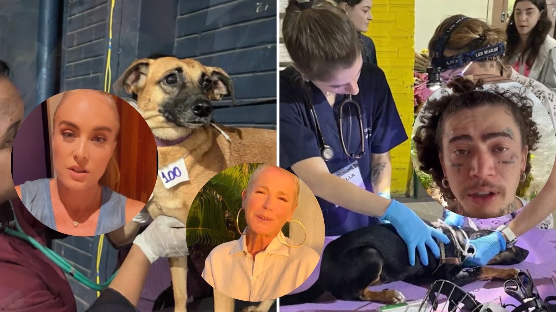Xuxa, Angélica e Whindersson se unem em prol dos animais do RS: “Encontrar a família”