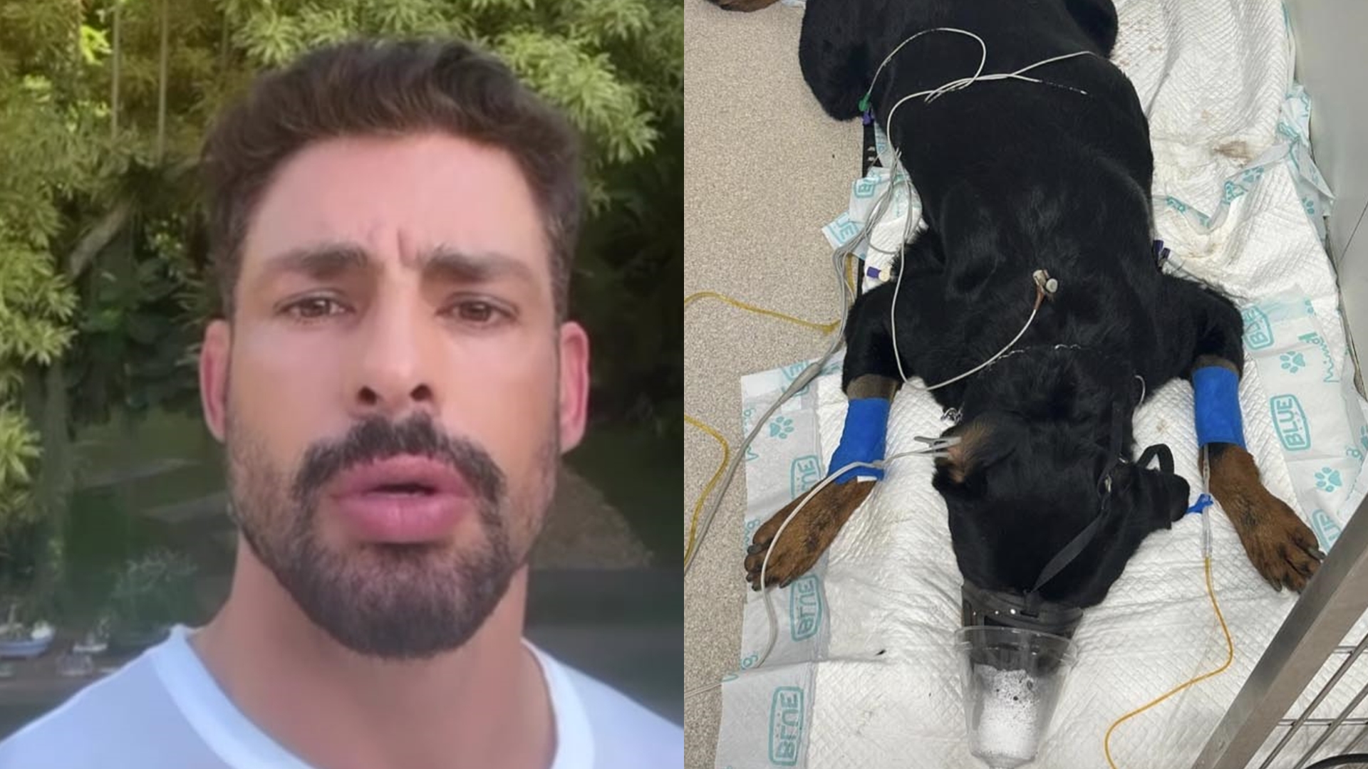 Abalado, Cauã Reymond denúncia que seus cachorros foram envenenados: “Crime”