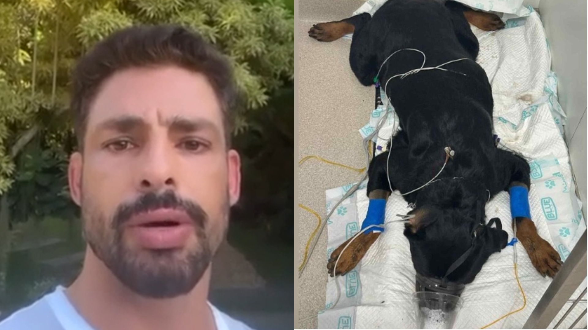 Cauã Reymond confirma morte de cachorro por envenenamento: “Triste e dolorido”