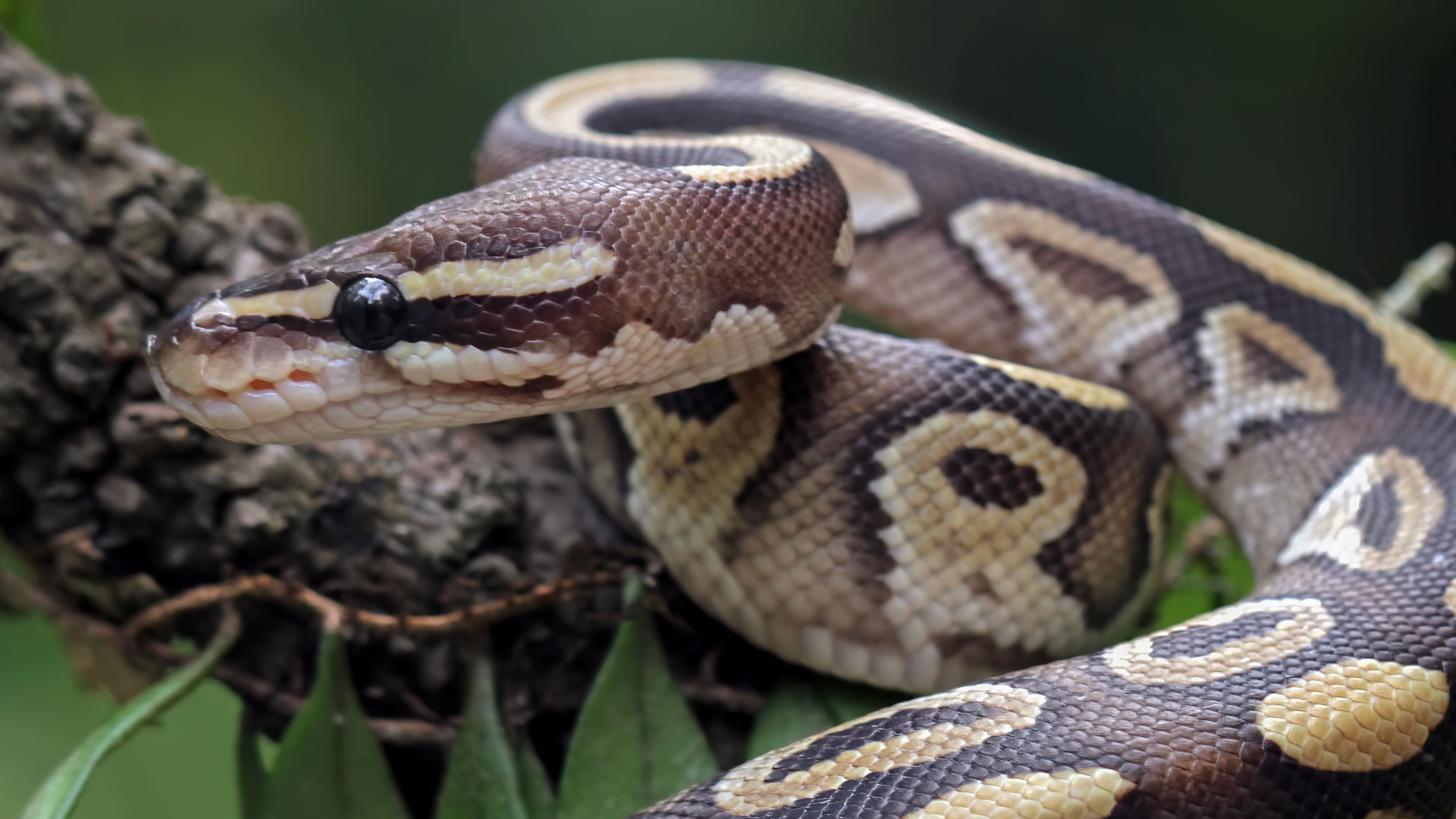 Corpo de mulher desaparecida é encontrado dentro de cobra gigante; veja vídeo