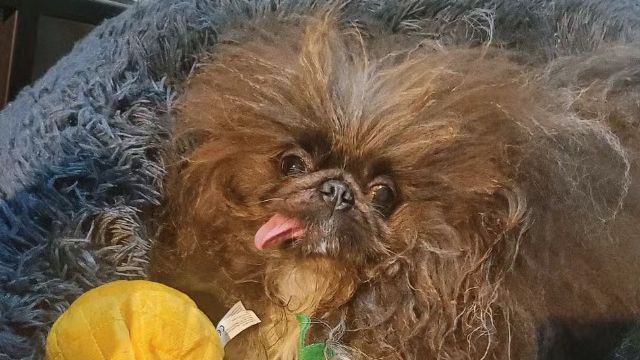 Pequinês de 8 anos é eleito o cão mais feio do mundo em concurso