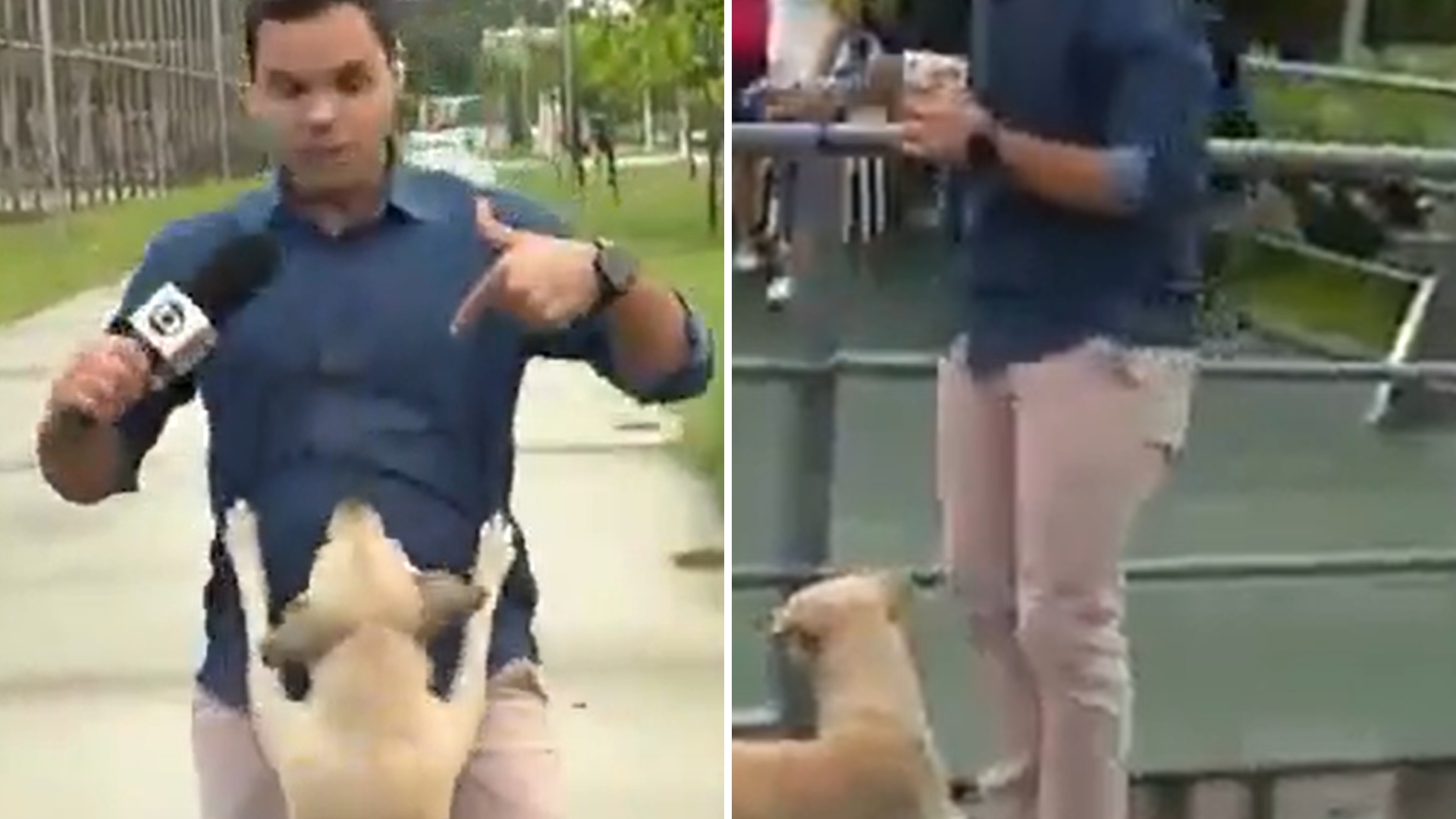 Cachorro caramelo rouba a cena ao invadir reportagem e tentar pegar microfone: “Amostrar”