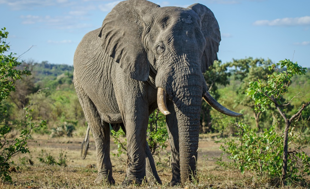 Elefante mata turista espanhol em reserva ambiental na África do Sul