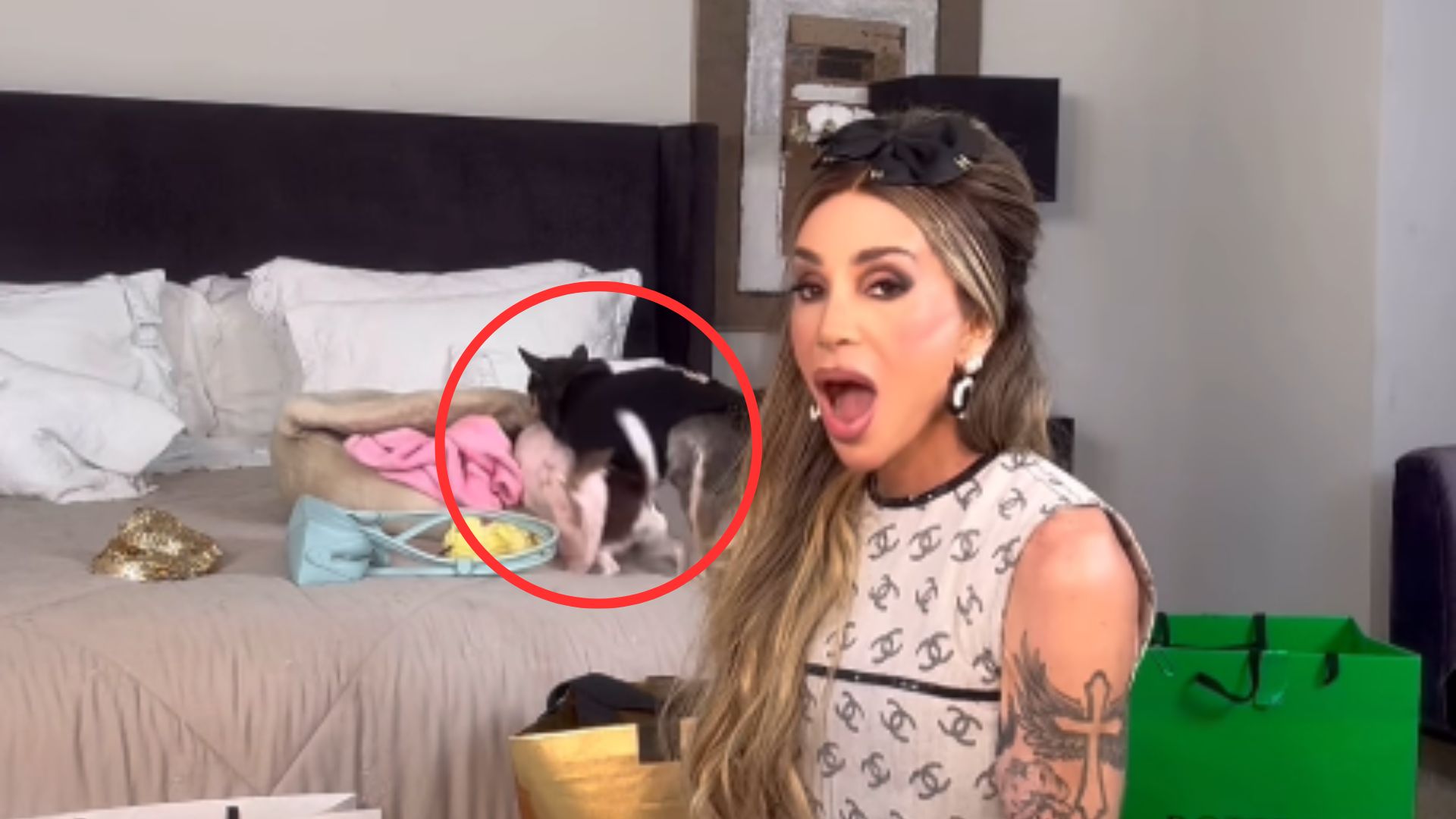 Maya Massafera é ofuscada por ato ‘adulto’ de cachorros: “Torando na cama”