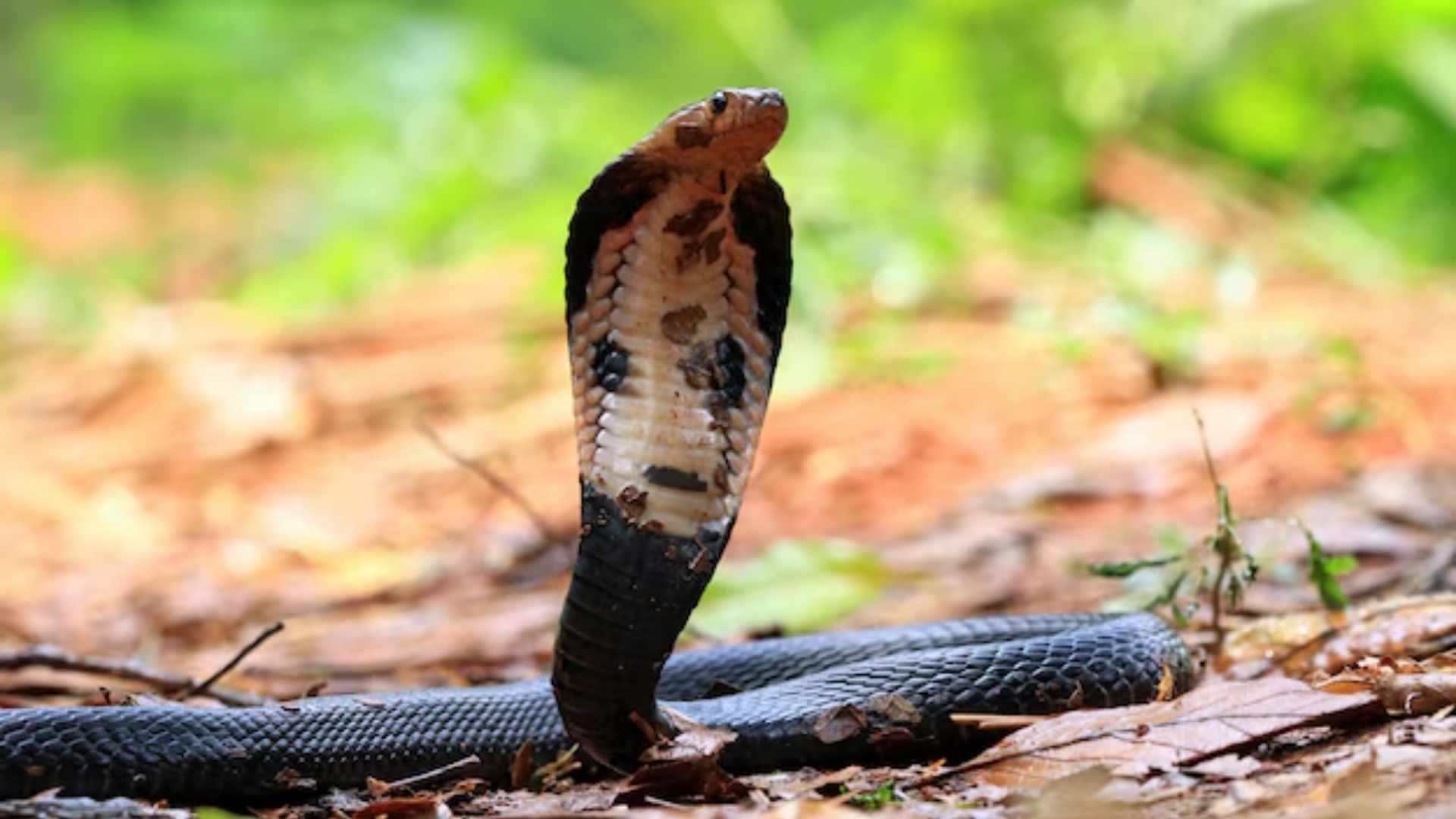 Criador de serpentes é mordido por cobra mais venenosa do mundo