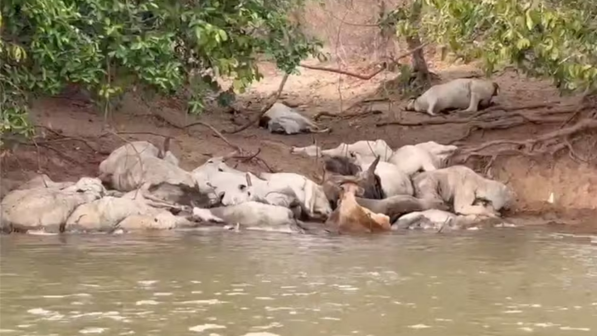 Gado agoniza até a morte enquanto tenta matar a sede