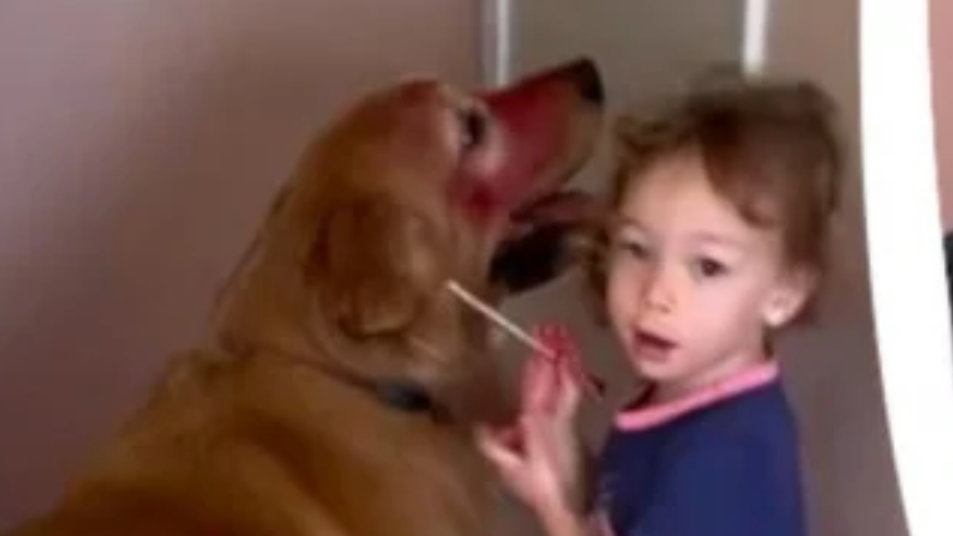 Escondida dos pais, bebê faz maquiagem em cachorro e resultado preocupa