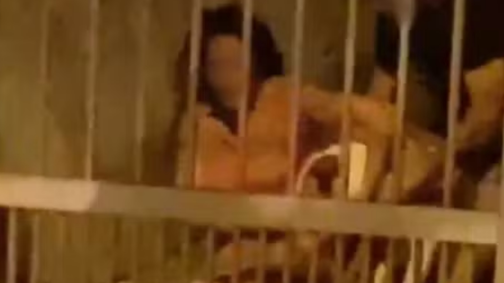 Mulher é atacada por pitbull e sofre tentativa de feminicídio no mesmo dia