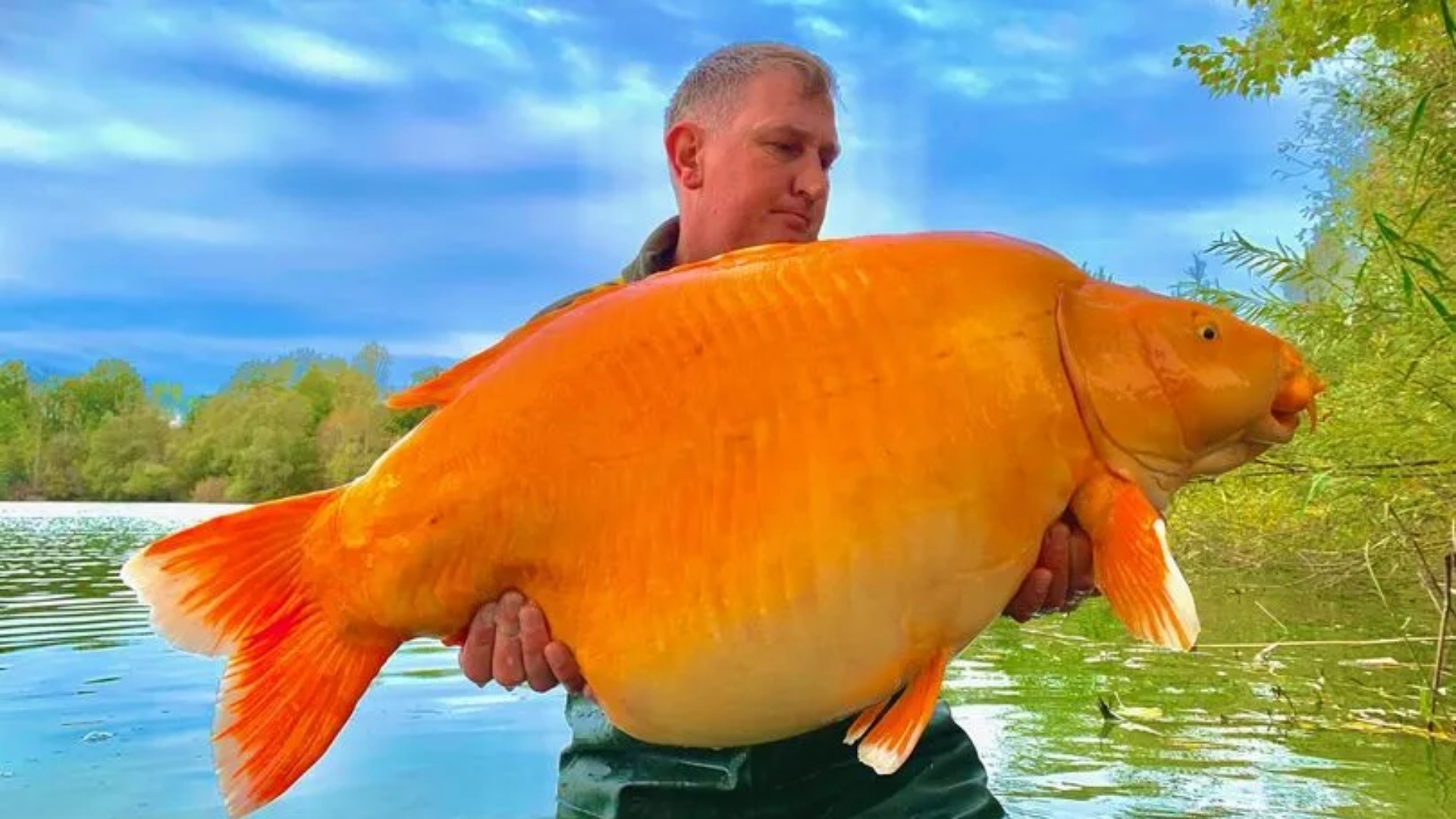 Maior peixe dourado do mundo é encontrado morto e causa da morte é cogitada por pescadores