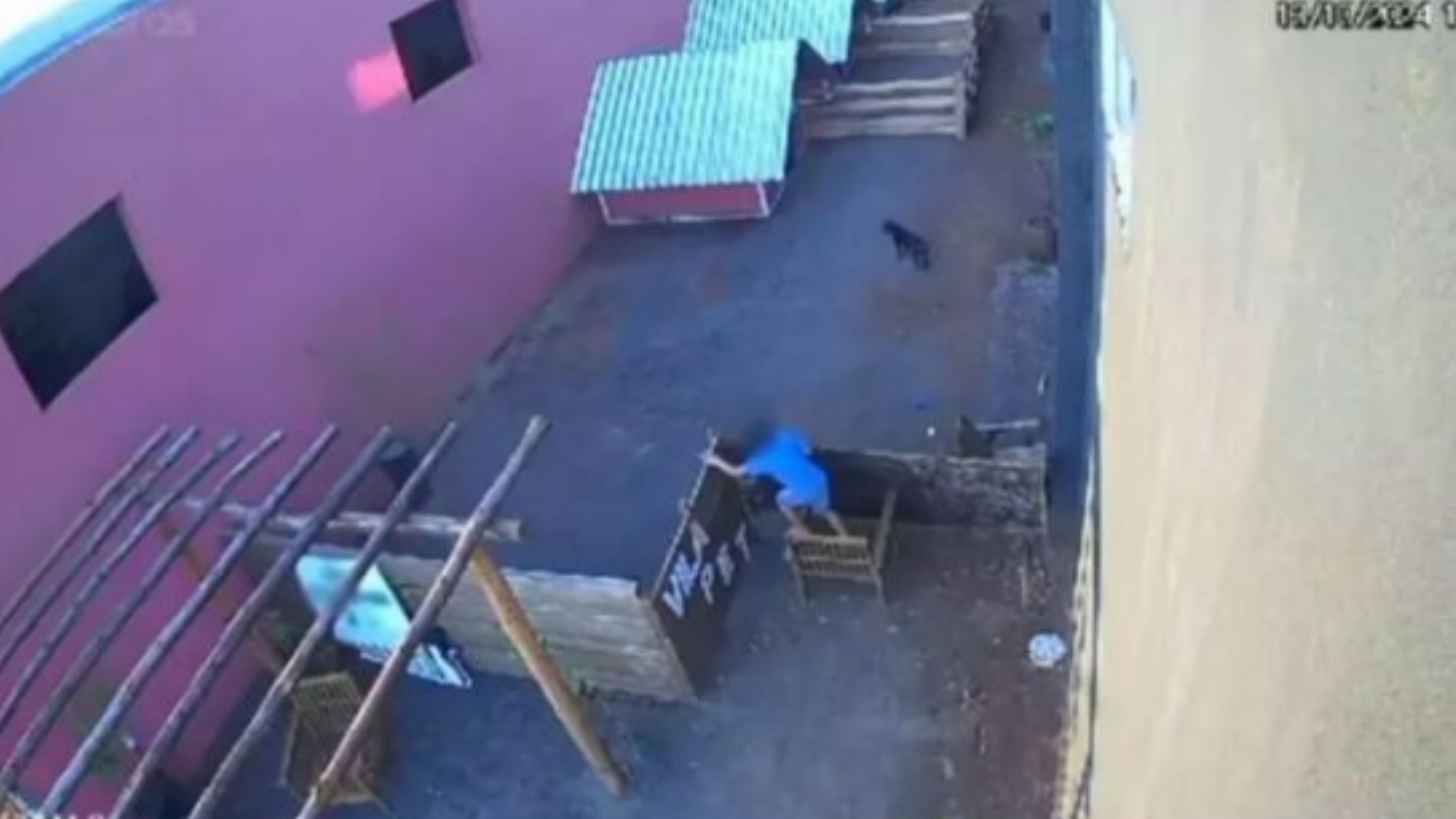 Menino de 9 anos mata 23 animais em clínica veterinária