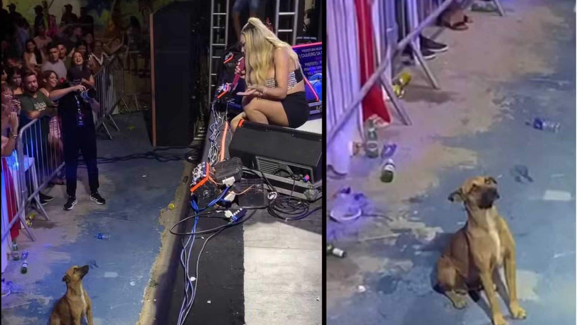 Vira-lata caramelo viraliza ‘curtindo’ show de forró na frente do palco, e cantora decide adotá-lo