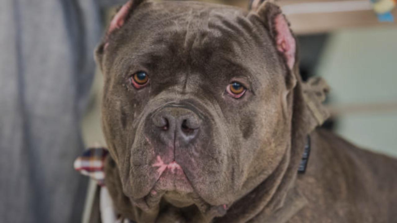 Bebê de 9 meses é atacado por pitbull enquanto dormia e tem parte do corpo dilacerada
