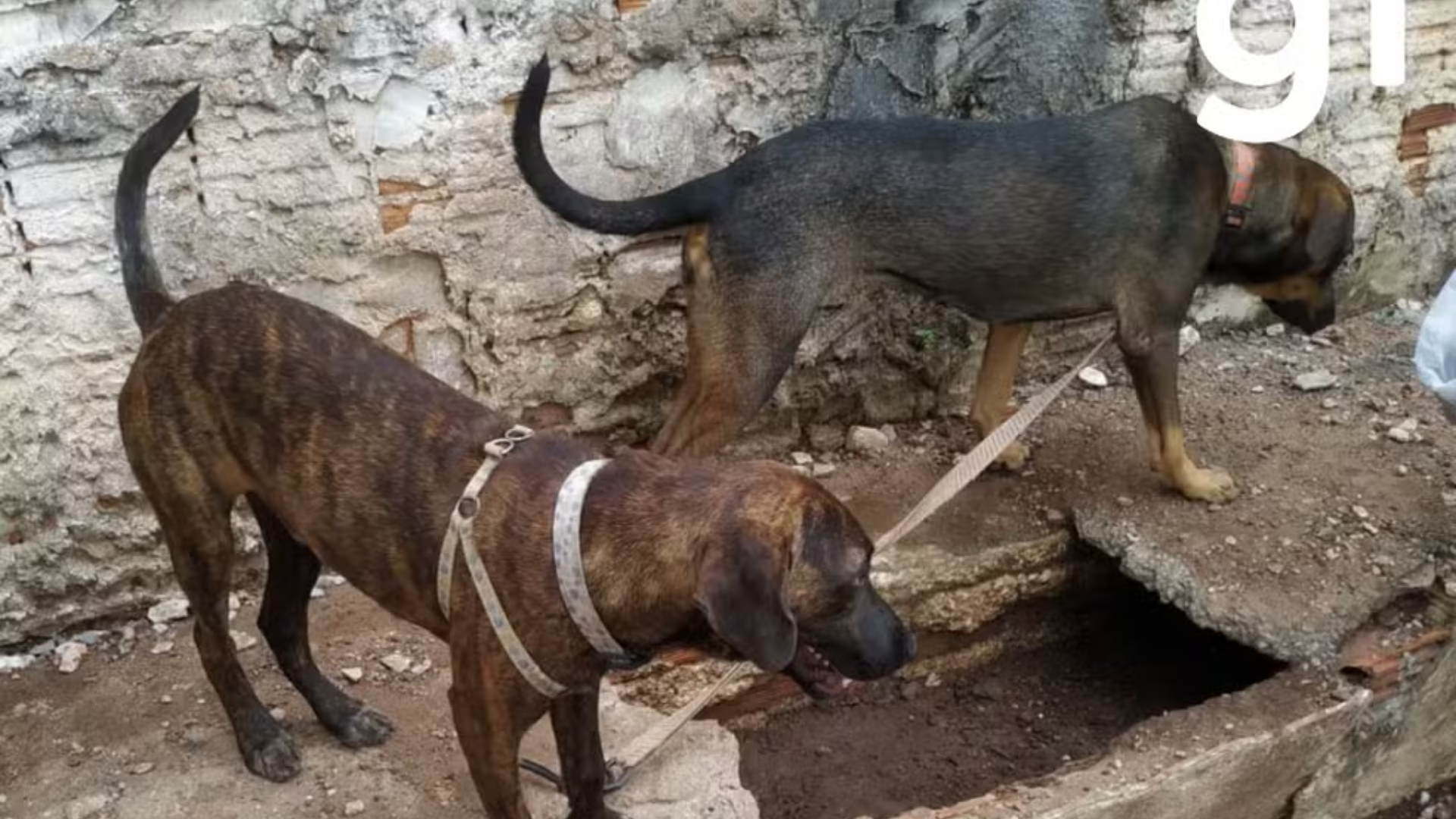 Com dono preso por furtar fraldas, cachorros esperam por ele na rua há 15 dias em Cuiabá