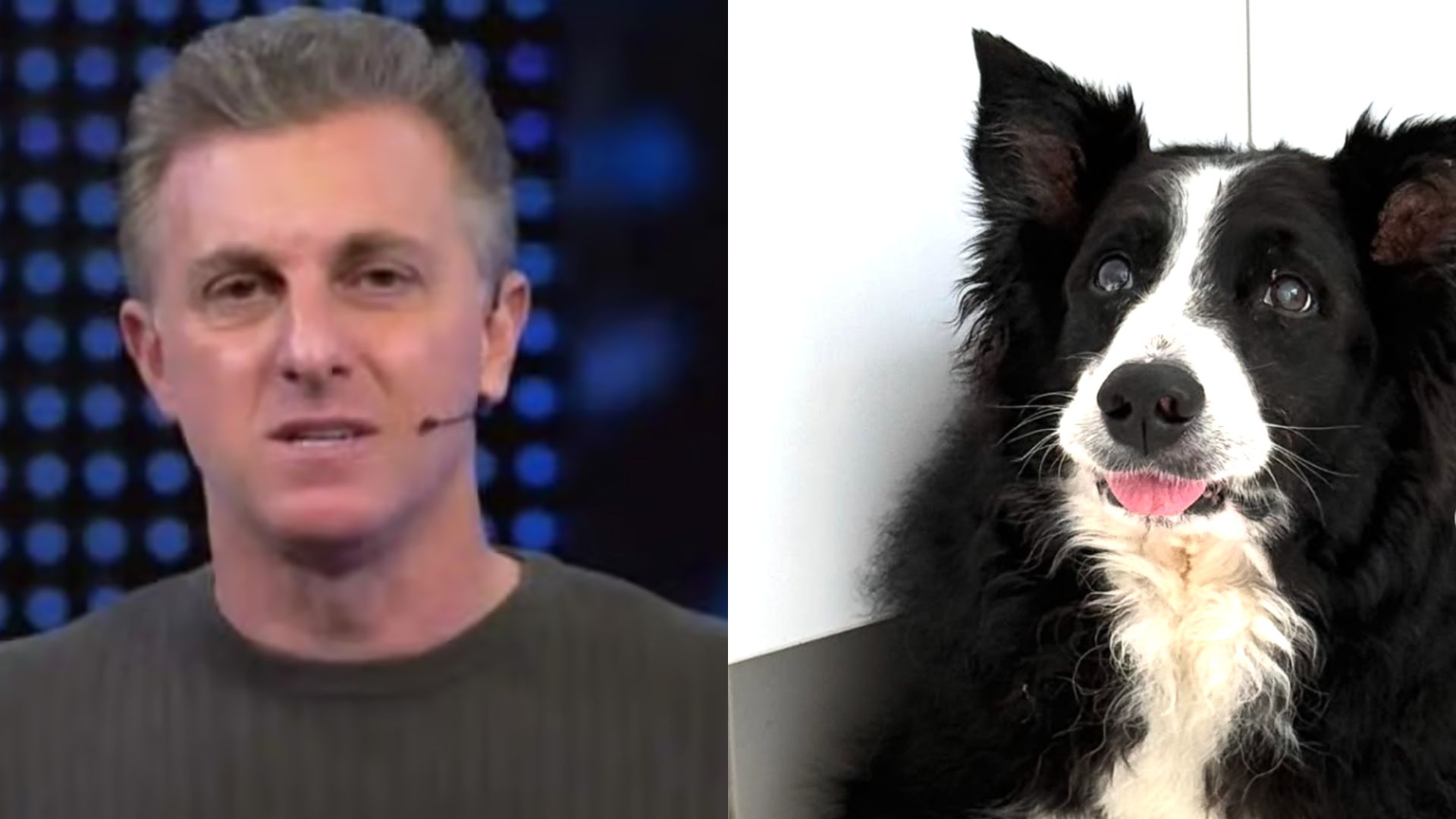 Cachorro de Luciano Huck morre após picada letal de cobra: ‘Meu fiel companheiro’